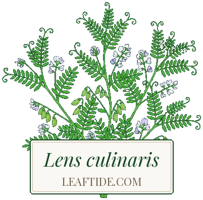Lens culinaris