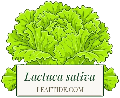 Lactuca sativa