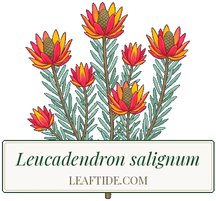 Leucadendron salignum