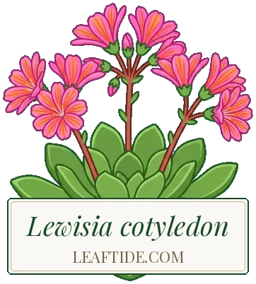 Lewisia cotyledon