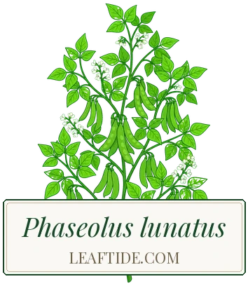 Phaseolus lunatus