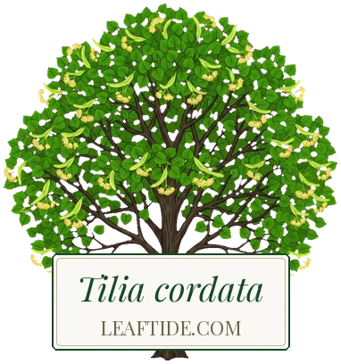Tilia cordata