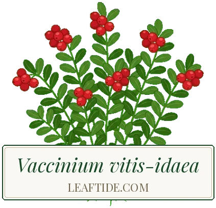 Vaccinium vitis-idaea