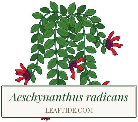 Aeschynanthus radicans