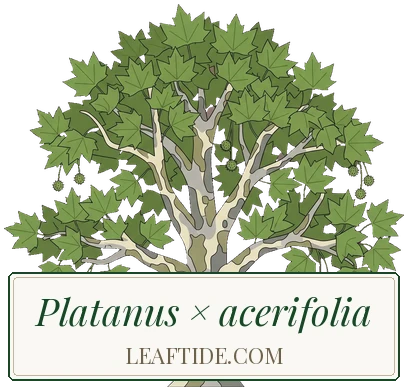 Platanus × acerifolia