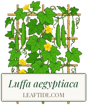 Luffa aegyptiaca