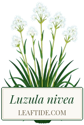 Luzula nivea