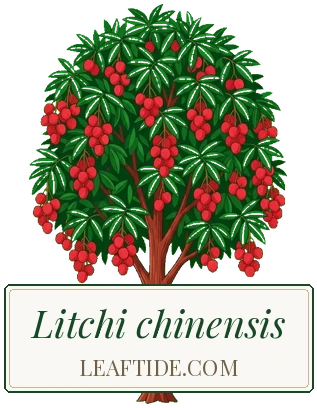 Litchi chinensis