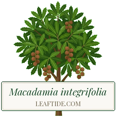 Macadamia integrifolia