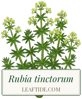 Rubia tinctorum