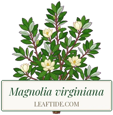 Magnolia virginiana