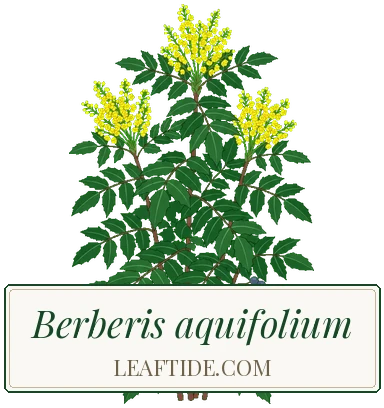 Berberis aquifolium