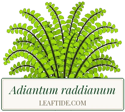Adiantum raddianum