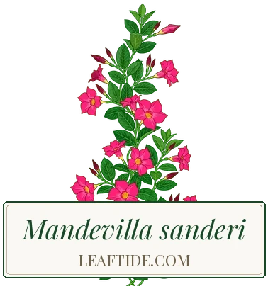 Mandevilla sanderi