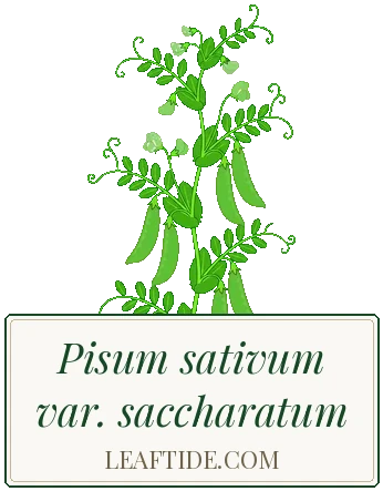 Pisum sativum var. saccharatum