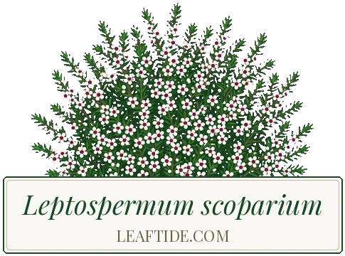 Leptospermum scoparium