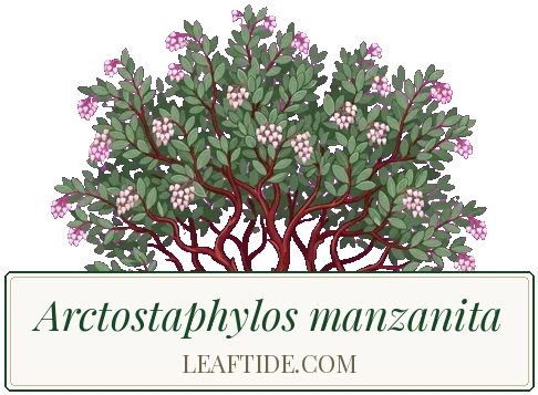 Arctostaphylos manzanita