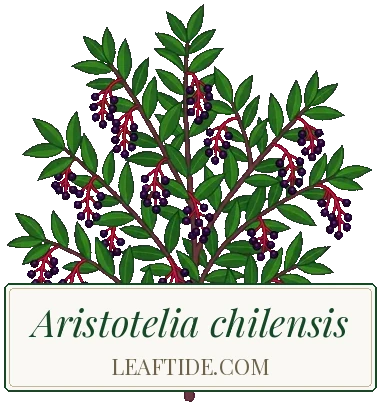 Aristotelia chilensis