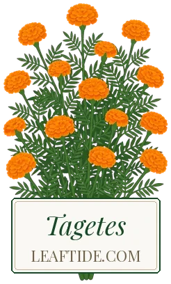 Tagetes