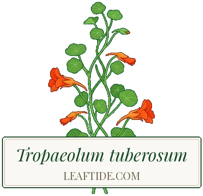 Tropaeolum tuberosum