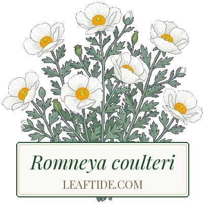Romneya coulteri