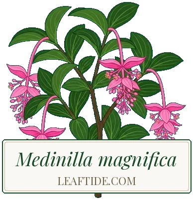 Medinilla magnifica