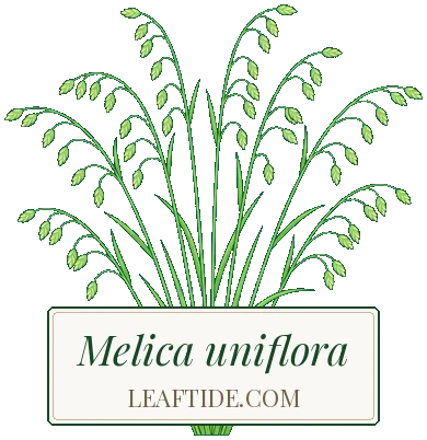 Melica uniflora