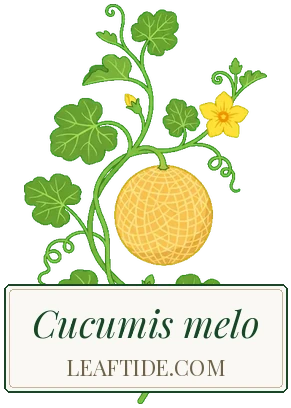Cucumis melo