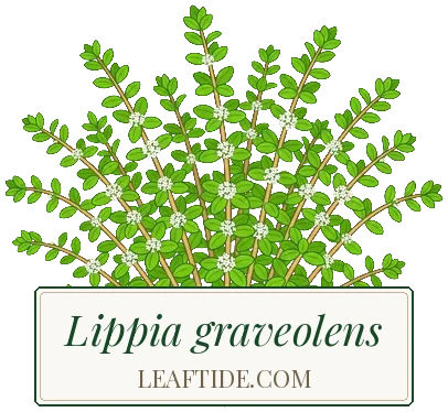 Lippia graveolens
