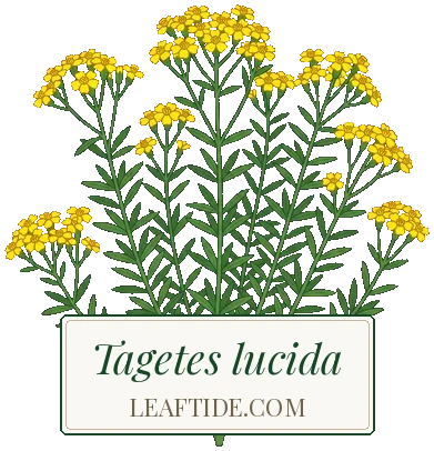 Tagetes lucida