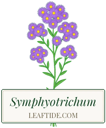 Symphyotrichum