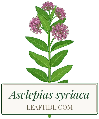 Asclepias syriaca
