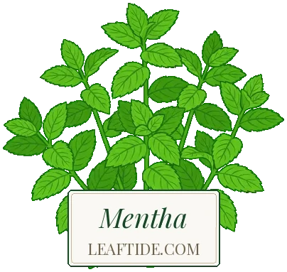 Mentha