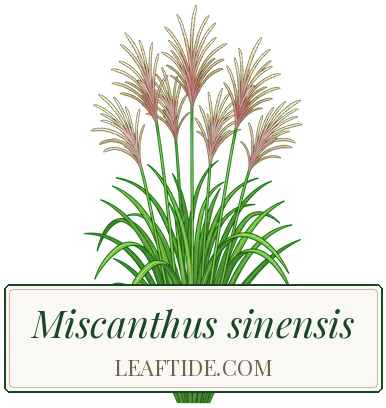 Miscanthus sinensis