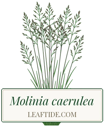 Molinia caerulea