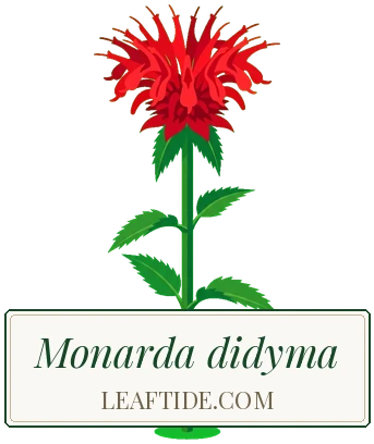 Monarda didyma