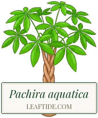 Pachira aquatica