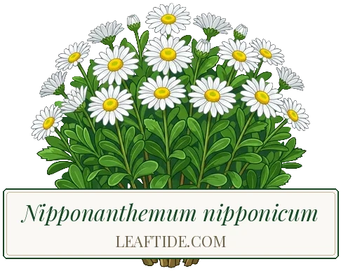 Nipponanthemum nipponicum