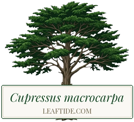 Cupressus macrocarpa