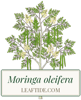 Moringa oleifera