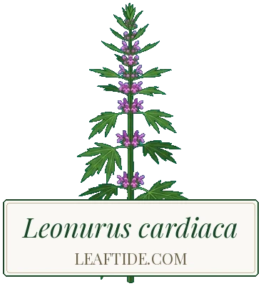 Leonurus cardiaca