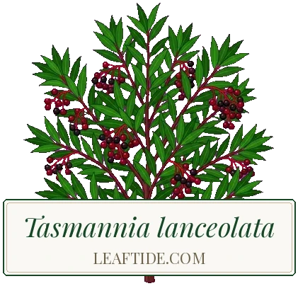 Tasmannia lanceolata