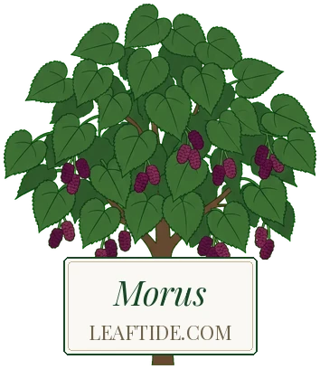Morus