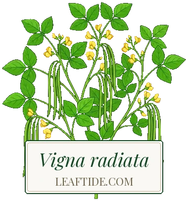 Vigna radiata