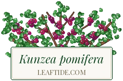 Kunzea pomifera