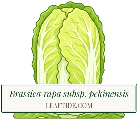 Brassica rapa subsp. pekinensis