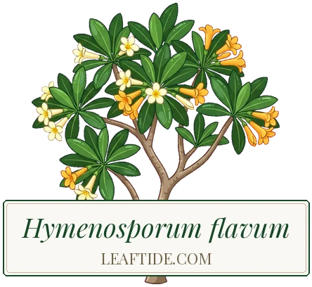 Hymenosporum flavum