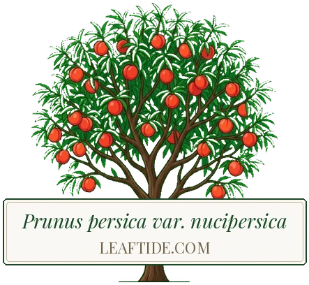 Prunus persica var. nucipersica