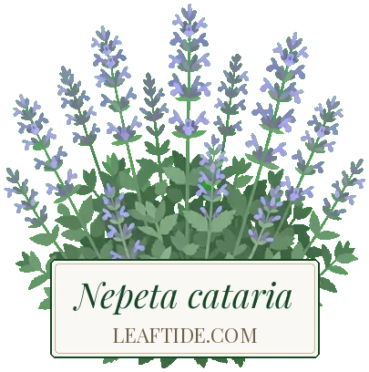 Nepeta cataria