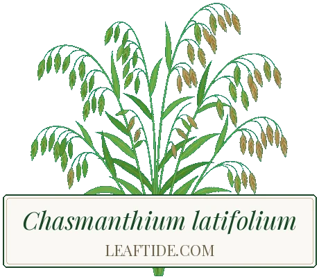 Chasmanthium latifolium